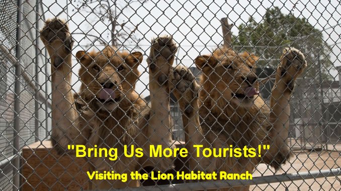 Lions looking for tourists at the Lion Habitat in Las Vegas
