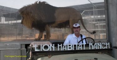 the lion habitat ranch 678