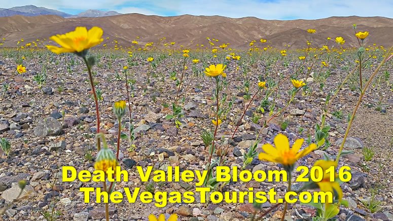 Death Valley Bloom tours