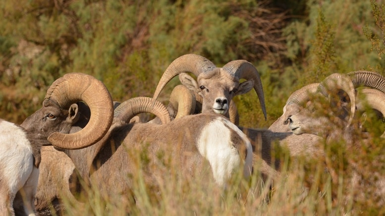 Big Horn Sheep like to graze in Hemenway Park in Boulder City