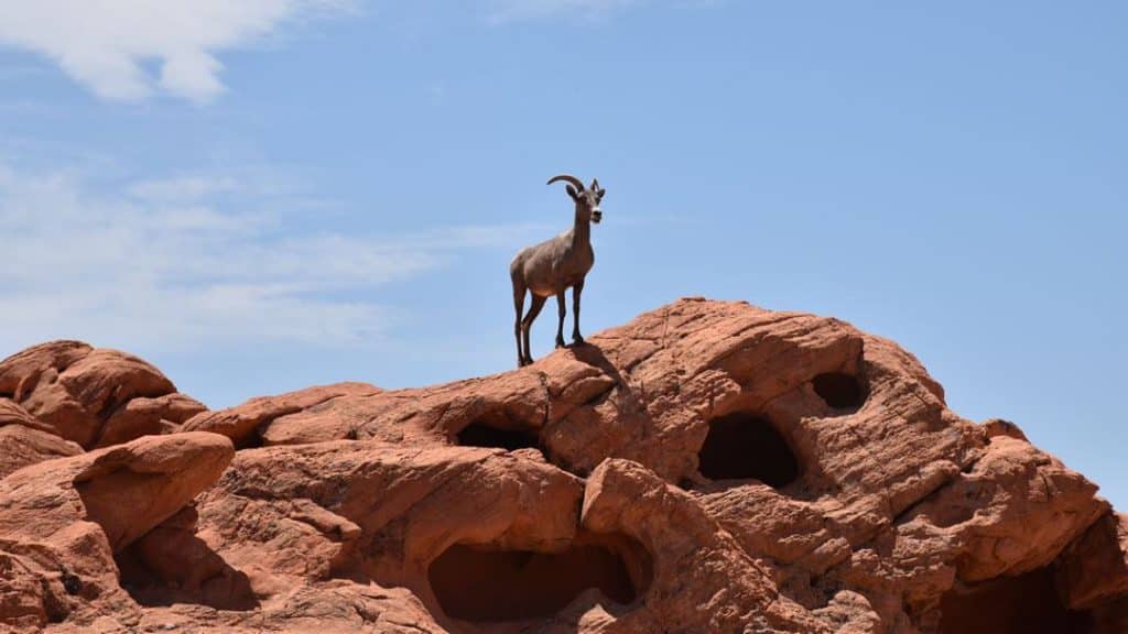 big horn sheep in valley of fire